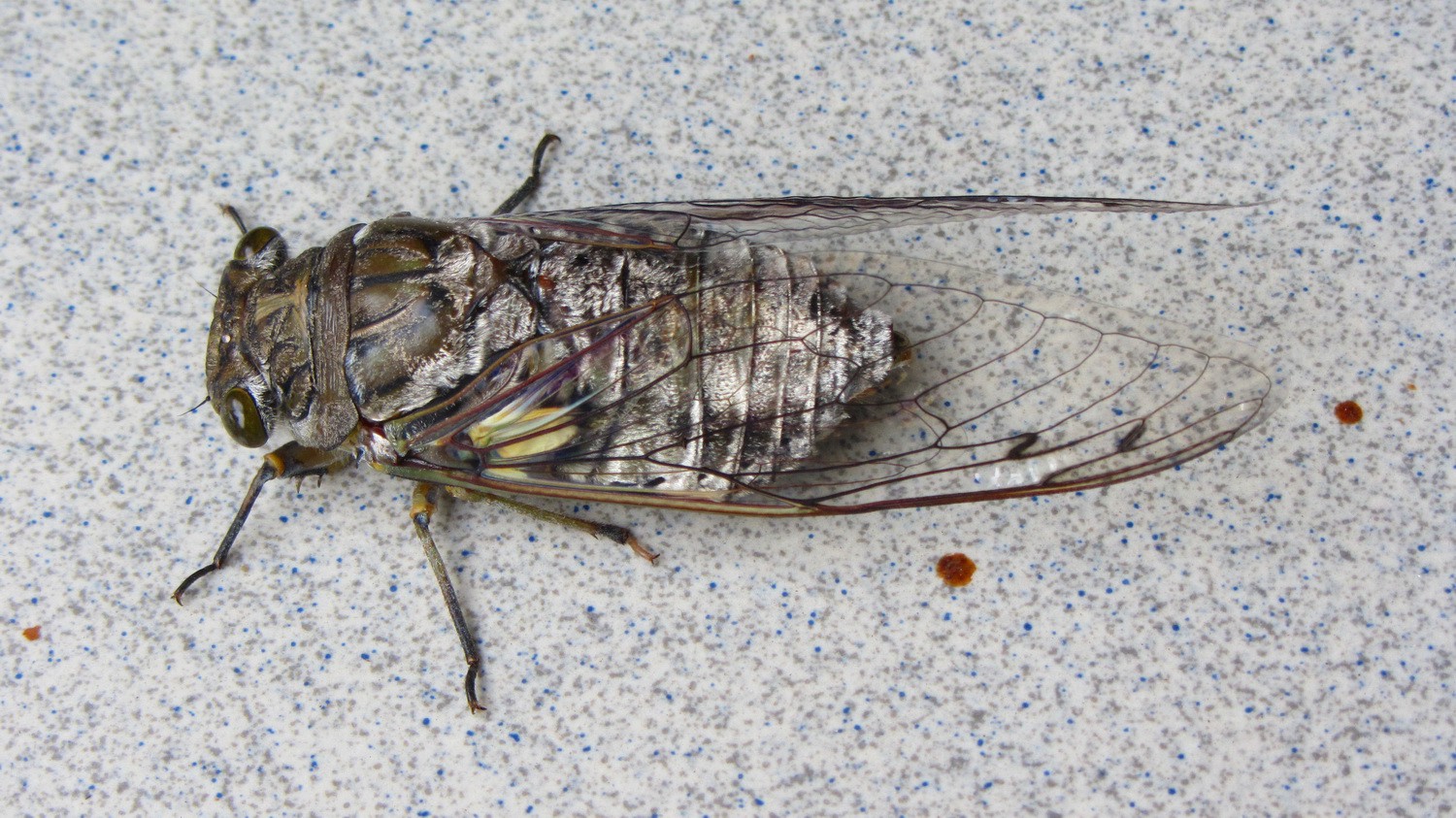 5 cm big bug in Pirenopolis